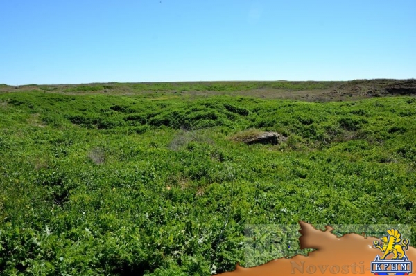 «Крымэкоресурсы» приступило к ликвидации свалок в Черноморском районе (ФОТО, ВИДЕО) - «Общество Крыма»