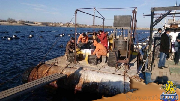 Крымские хозяйства запустили в садки почти 1,5 млн молоди устриц в апреле (ФОТО) - «Общество Крыма»