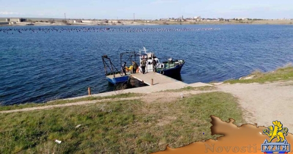 Крымские хозяйства запустили в садки почти 1,5 млн молоди устриц в апреле (ФОТО) - «Общество Крыма»