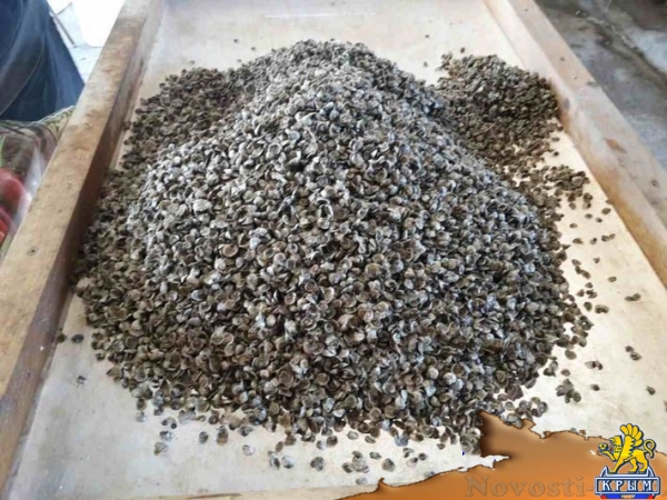 Крымские хозяйства запустили в садки почти 1,5 млн молоди устриц в апреле (ФОТО) - «Общество Крыма»