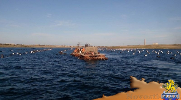 Крымские хозяйства запустили в садки почти 1,5 млн молоди устриц в апреле (ФОТО) - «Общество Крыма»