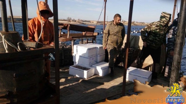 Крымские хозяйства запустили в садки почти 1,5 млн молоди устриц в апреле (ФОТО) - «Общество Крыма»