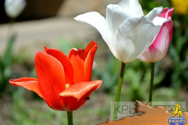 Управляющие компании «Монолита» предоставляют оптимальный комфорт по минимальному тарифу - «Возвращение в Россию» Управляющие компании «Монолита» предоставляют оптимальный комфорт по минимальному тарифу - «Возвращение в Россию»