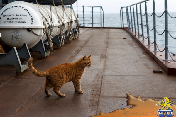Севастопольский кот вместе с российскими кораблями ходил к берегам Сирии (ФОТО) - «Симферополь»