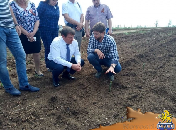 «Легенда Крыма» занялась посадкой 550-го гектара виноградников (ФОТО) - «Экономика Крыма»