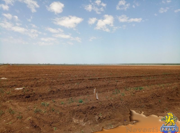 «Легенда Крыма» занялась посадкой 550-го гектара виноградников (ФОТО) - «Экономика Крыма»