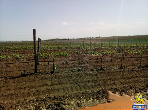 «Легенда Крыма» занялась посадкой 550-го гектара виноградников (ФОТО) - «Экономика Крыма»