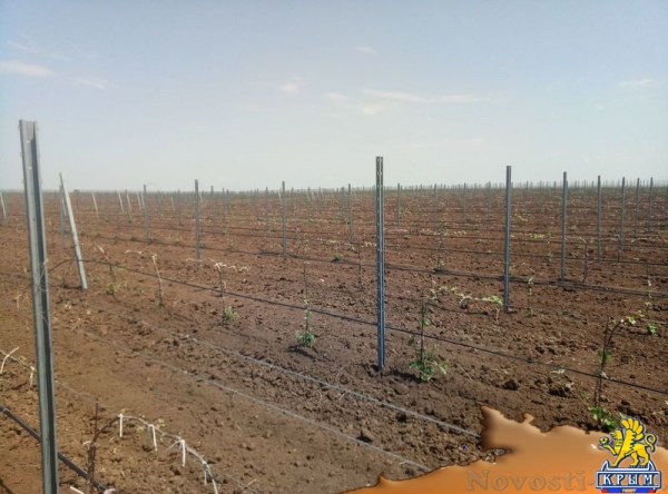 «Легенда Крыма» занялась посадкой 550-го гектара виноградников (ФОТО) - «Экономика Крыма»