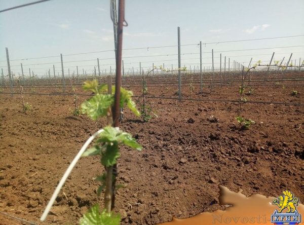 «Легенда Крыма» занялась посадкой 550-го гектара виноградников (ФОТО) - «Экономика Крыма»