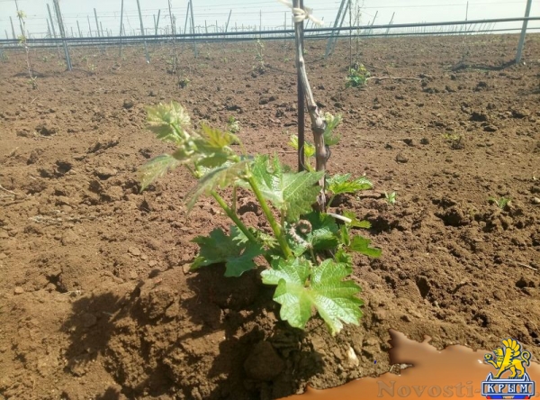 «Легенда Крыма» занялась посадкой 550-го гектара виноградников (ФОТО) - «Экономика Крыма»