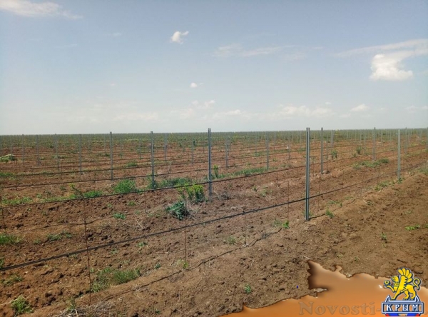 «Легенда Крыма» занялась посадкой 550-го гектара виноградников (ФОТО) - «Экономика Крыма»
