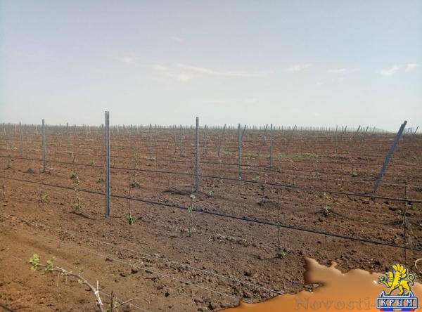 «Легенда Крыма» занялась посадкой 550-го гектара виноградников (ФОТО) - «Экономика Крыма»