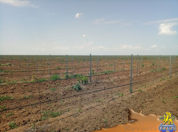 «Легенда Крыма» занялась посадкой 550-го гектара виноградников (ФОТО) - «Экономика Крыма»