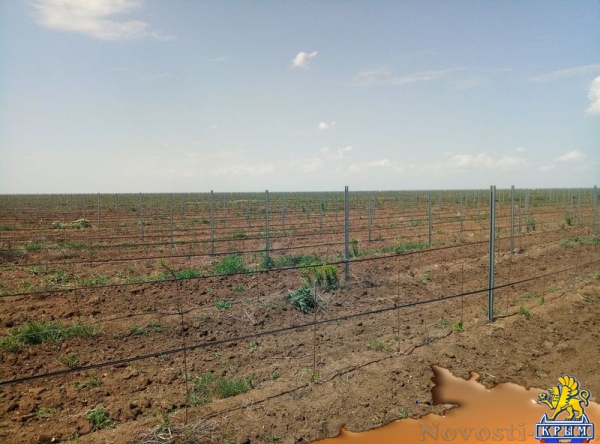 «Легенда Крыма» занялась посадкой 550-го гектара виноградников (ФОТО) - «Экономика Крыма»