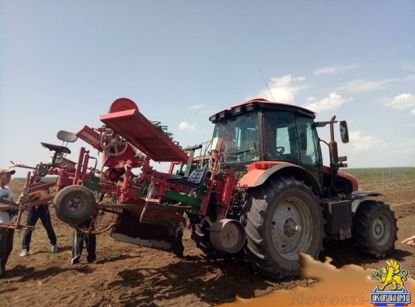 «Легенда Крыма» занялась посадкой 550-го гектара виноградников (ФОТО) - «Экономика Крыма»