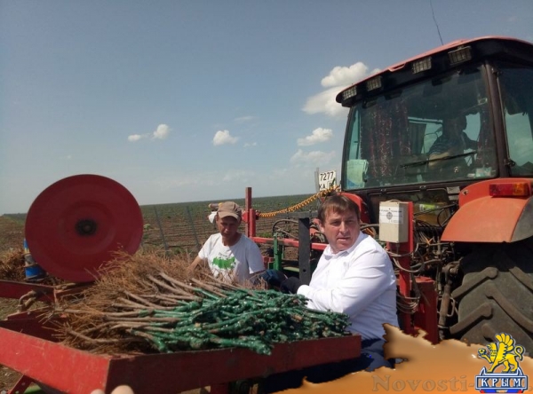 «Легенда Крыма» занялась посадкой 550-го гектара виноградников (ФОТО) - «Экономика Крыма»