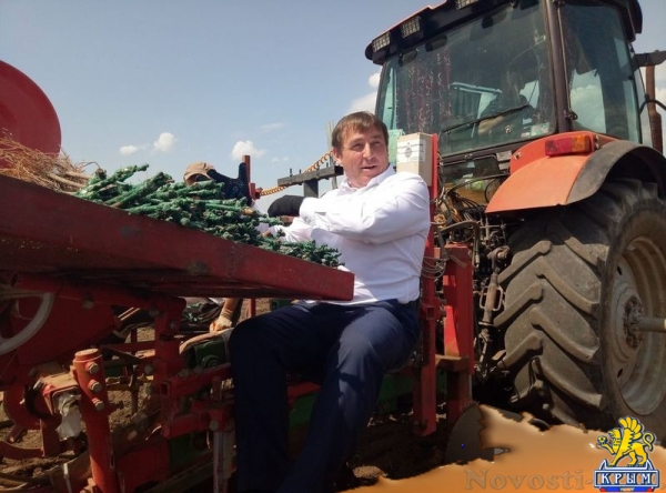 «Легенда Крыма» занялась посадкой 550-го гектара виноградников (ФОТО) - «Экономика Крыма»