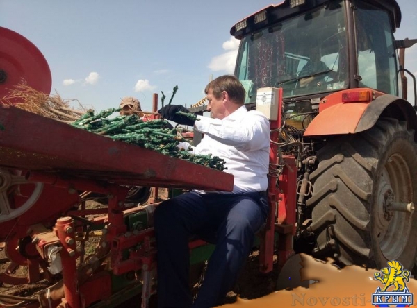 «Легенда Крыма» занялась посадкой 550-го гектара виноградников (ФОТО) - «Экономика Крыма»