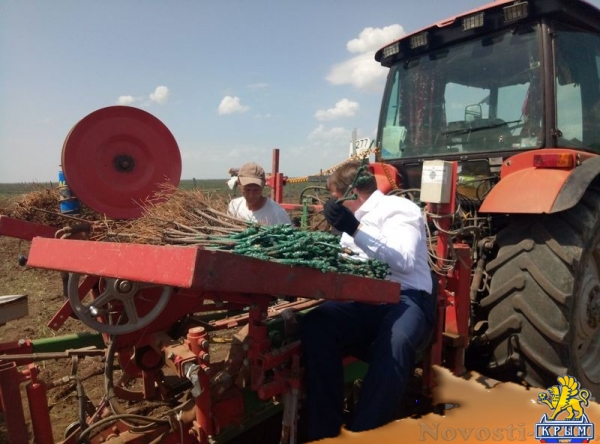 «Легенда Крыма» занялась посадкой 550-го гектара виноградников (ФОТО) - «Экономика Крыма»