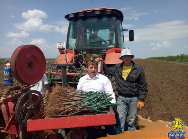 «Легенда Крыма» занялась посадкой 550-го гектара виноградников (ФОТО) - «Экономика Крыма»