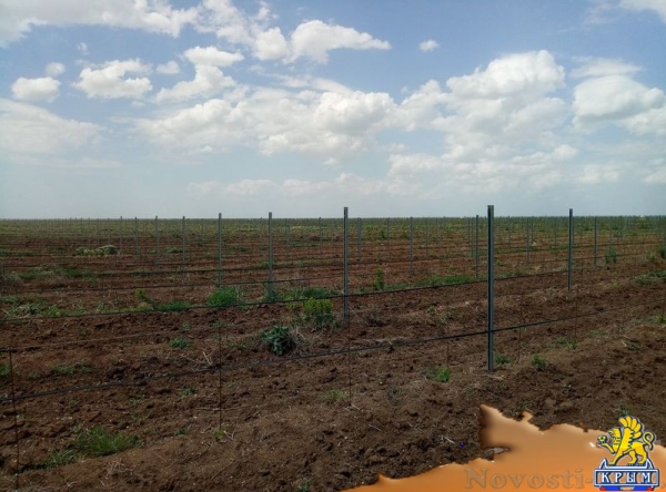 «Легенда Крыма» занялась посадкой 550-го гектара виноградников (ФОТО) - «Экономика Крыма»