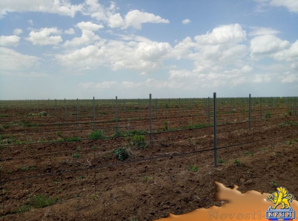 «Легенда Крыма» занялась посадкой 550-го гектара виноградников (ФОТО) - «Экономика Крыма»