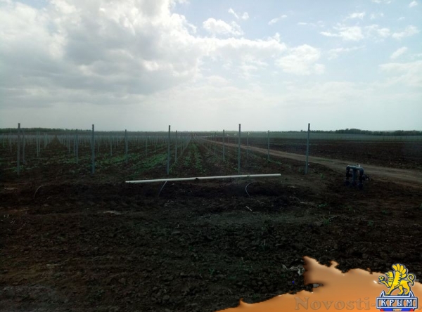 «Легенда Крыма» занялась посадкой 550-го гектара виноградников (ФОТО) - «Экономика Крыма»