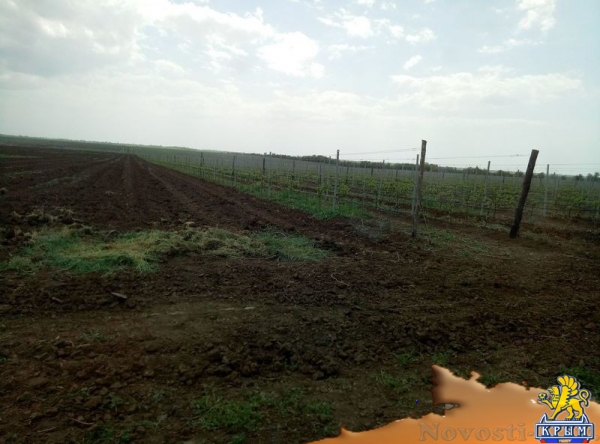 «Легенда Крыма» занялась посадкой 550-го гектара виноградников (ФОТО) - «Экономика Крыма»