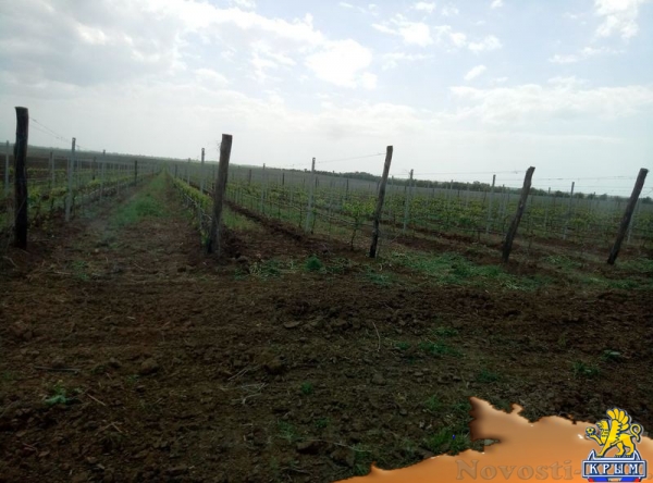 «Легенда Крыма» занялась посадкой 550-го гектара виноградников (ФОТО) - «Экономика Крыма»