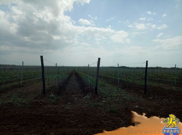 «Легенда Крыма» занялась посадкой 550-го гектара виноградников (ФОТО) - «Экономика Крыма»