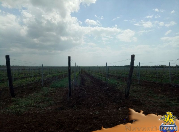 «Легенда Крыма» занялась посадкой 550-го гектара виноградников (ФОТО) - «Экономика Крыма»