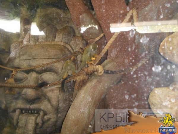 Беличьи саймири в парке «Мир джунглей» принесли потомство (ФОТО) - «Возвращение в Россию»