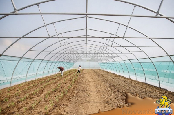 Новый тепличный комплекс открылся в агропромышленном колледже Крымского федерального университета (ФОТО) - «Общество Крыма»