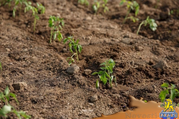 Новый тепличный комплекс открылся в агропромышленном колледже Крымского федерального университета (ФОТО) - «Общество Крыма»
