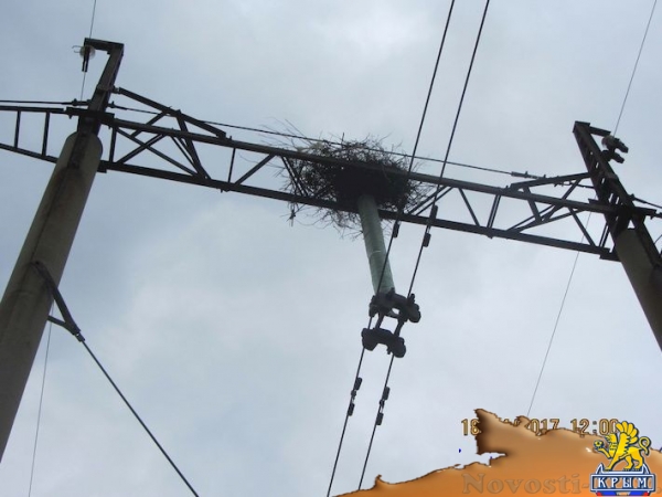 Крымские энергетики помогли увеличить популяцию краснокнижных орлов - «Новости Крыма»