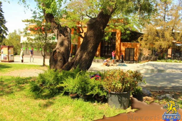 В Екатерининском саду Симферополя появятся клумбы с розами и кусты можжевельника (ФОТО) - «Симферополь»