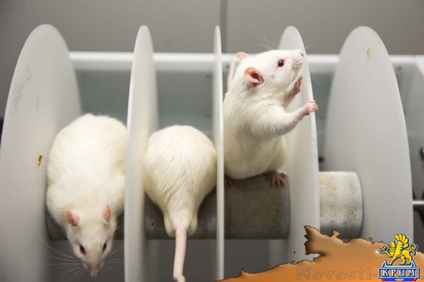 В КФУ создан первый Центр коллективного пользования - «Симферополь» В КФУ создан первый Центр коллективного пользования - «Симферополь»