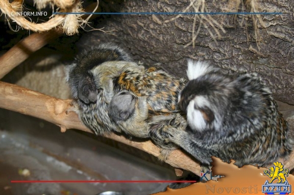 Самые маленькие в мире обезьяны мармозетки из парка «Мир джунглей» обзавелись потомством (ФОТО) - «Общество Крыма»