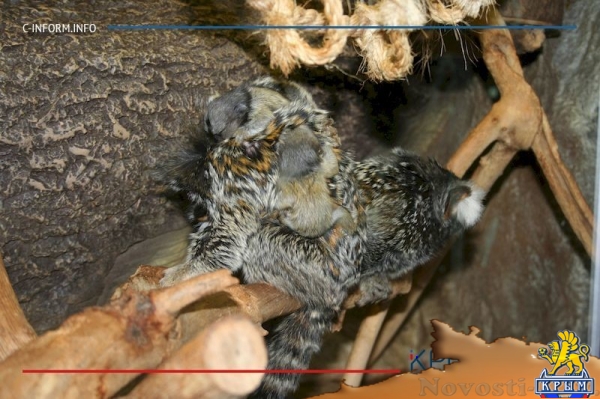 Самые маленькие в мире обезьяны мармозетки из парка «Мир джунглей» обзавелись потомством (ФОТО) - «Общество Крыма»