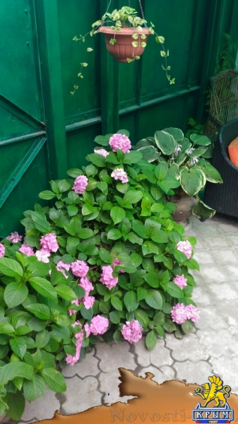 Отдых в Алуште. Двухкомнатный домик на берегу Отдых в Крыму 2017 - жильё в Крыму без посредников - «Отдых в Алуште»