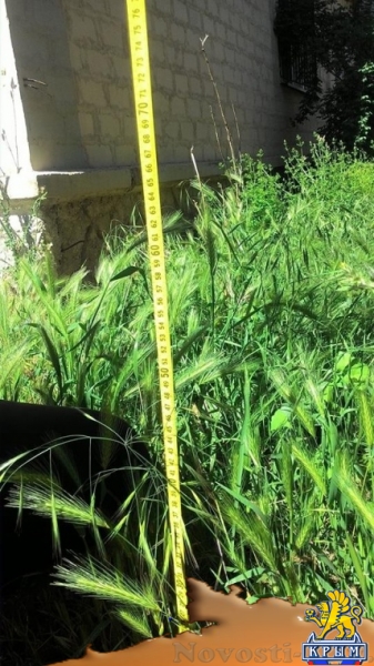 В Аршинцево не нашлось ни одного ухоженного двора - «Керчь»