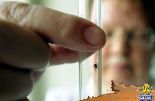 «Болезнь Лайма начинается как ОРЗ». Чем можно заразиться после укуса клеща «Болезнь Лайма начинается как ОРЗ». Чем можно заразиться после укуса клеща