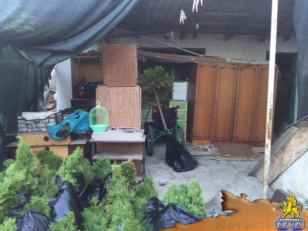 Симферополец украл сотню туй - «Новости Крыма»