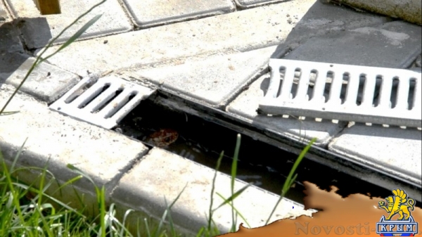 МЧС отчиталось о спасении краснокнижного желтопузика во дворе частного дома (ФОТО) - «Общество Крыма»