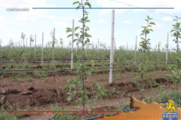 Минсельхоз России изучит планы по увеличению площади орошаемых земель в Крыму (ФОТО) - «Политика Крыма»