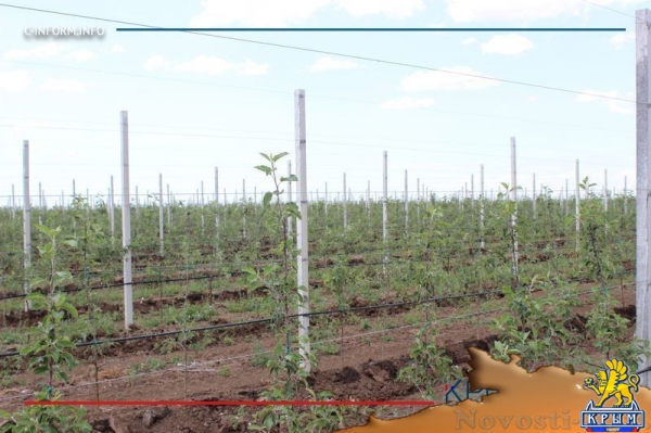 Минсельхоз России изучит планы по увеличению площади орошаемых земель в Крыму (ФОТО) - «Политика Крыма»