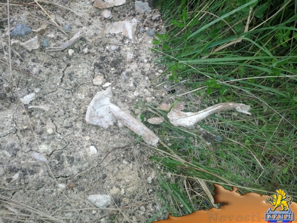 Полиция возбудила уголовное дело по факту вскрытия мародерами расстрельного рва под Симферополем (ФОТО, ВИДЕО) - «Возвращение в Россию»