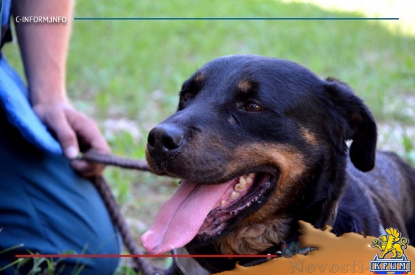 Отголоски войны: пиротехники «Лидера» разминируют крепость у Крымского моста - «70 лет Победы»