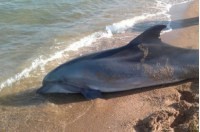 В Крыму водителя иномарки после столкновения выкинуло из машины и ею же придавило - «Новости Крыма»