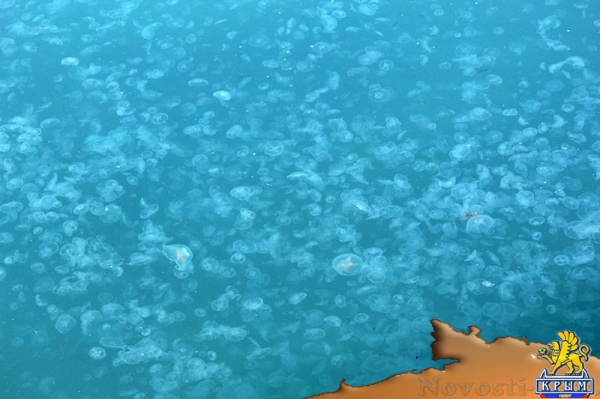 Побережье у Ялты заполонило невероятное количество медуз - «Общество»